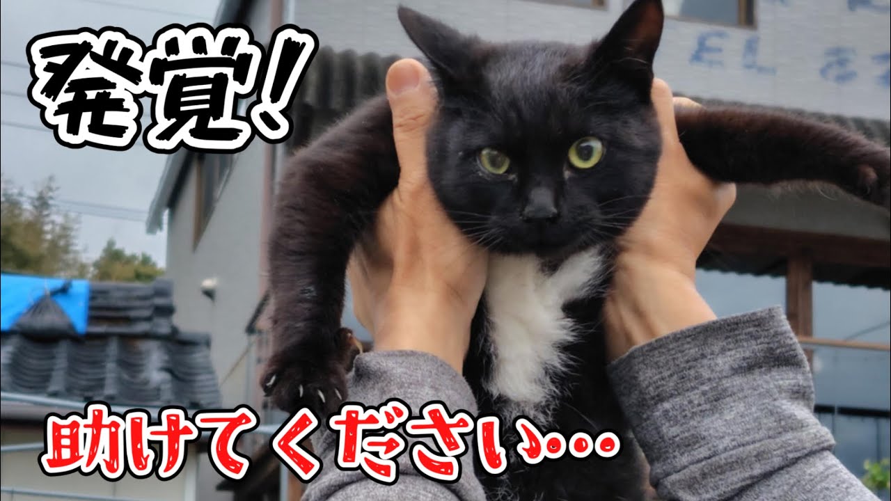 怪我した子猫を病院に連れて行くと驚愕の事実が発覚しました…
