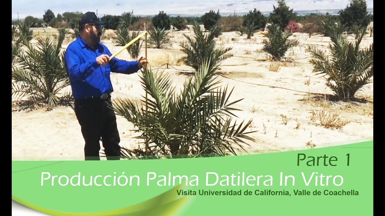 Parte 1 Plantación Palma In Vitro