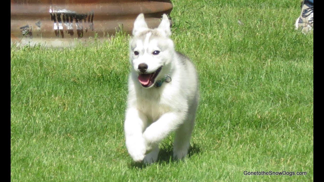 Siberian Husky Puppy Memphis's Story How we got her and Picked her name
