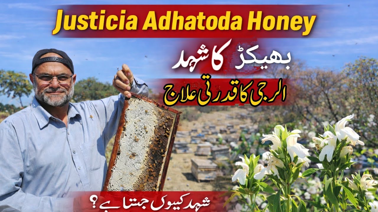 Benefits of Justicia Adhatoda Honey | Bhaikar Honey Farming | Why Does Honey Crystallize ?