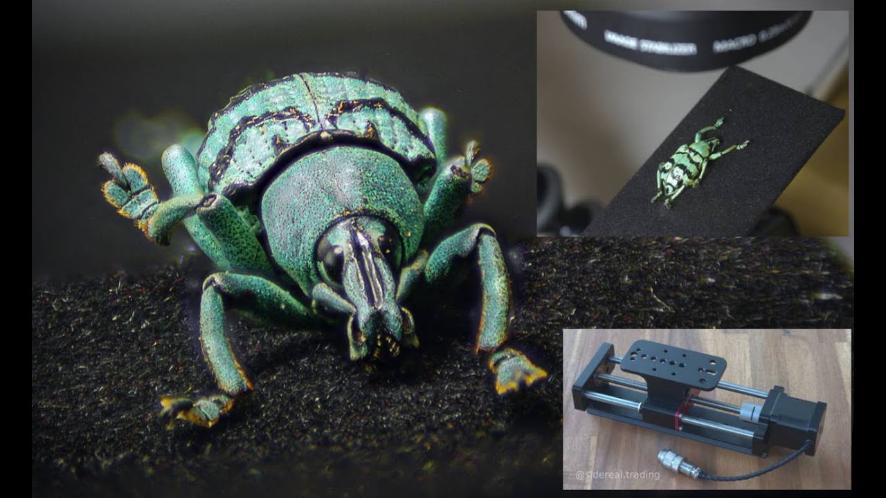 First steps into macrophotography with a WeMacro Rail