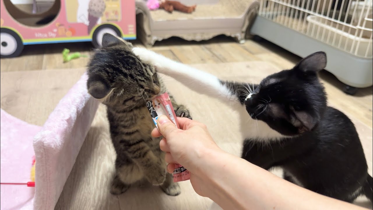 おやつとなると強気に変身！先輩に負けない子猫【さつまいも兄妹日記#6】Kitten gets bossy when it comes to treats