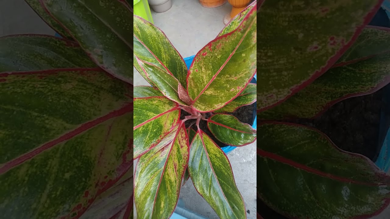 #Aglaonema