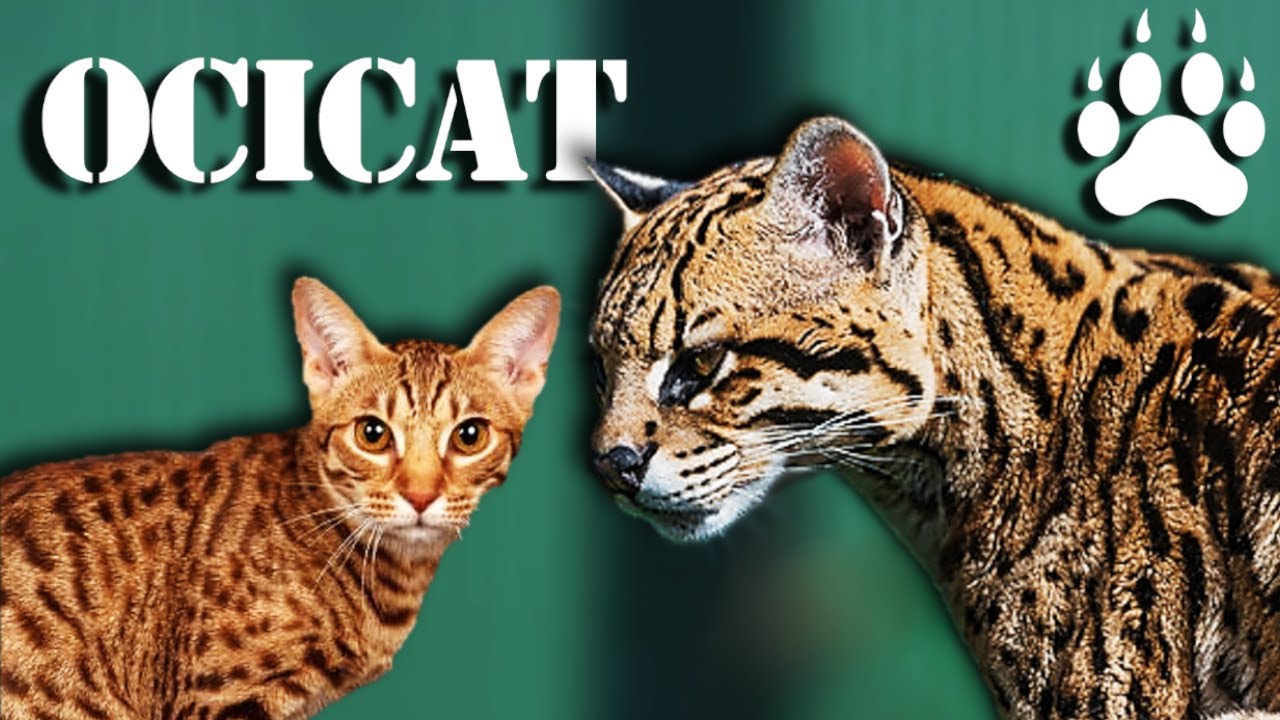 OCICAT - La versión doméstica del Ocelote