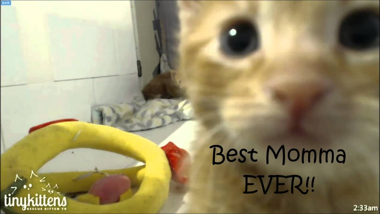 TinyKittens ~ Rescued Moms to the Rescue II