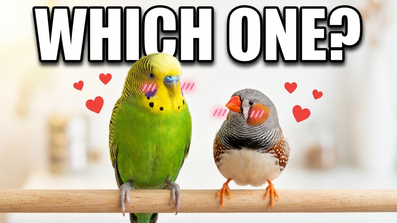 Pet Bird Comparison: Budgie VS Zebra Finch 🐦✨