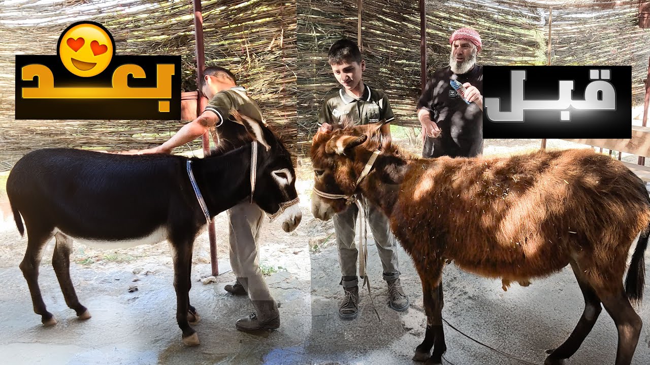 حمام العيد لحماري بمناسبة عيد الأضحى.كان رح يضربنا كلنا #الريف_السوري #روتيني_اليومي