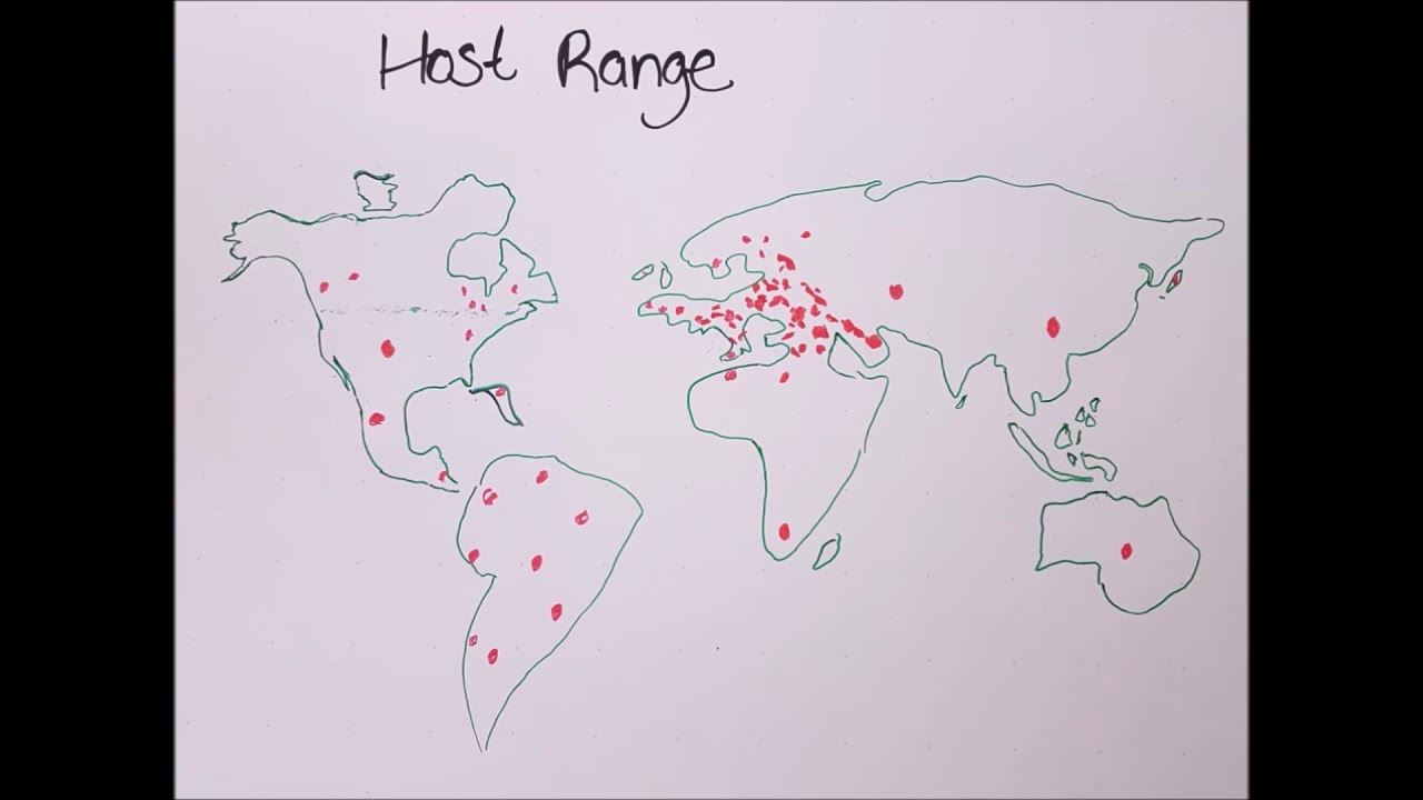 Diagnosing Stem and Bulb Nematodes in Garlic