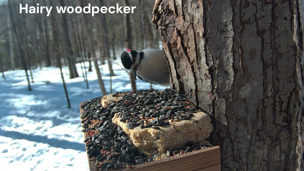 Spot the Difference: Male Hairy Woodpecker vs. Downy Up Close!