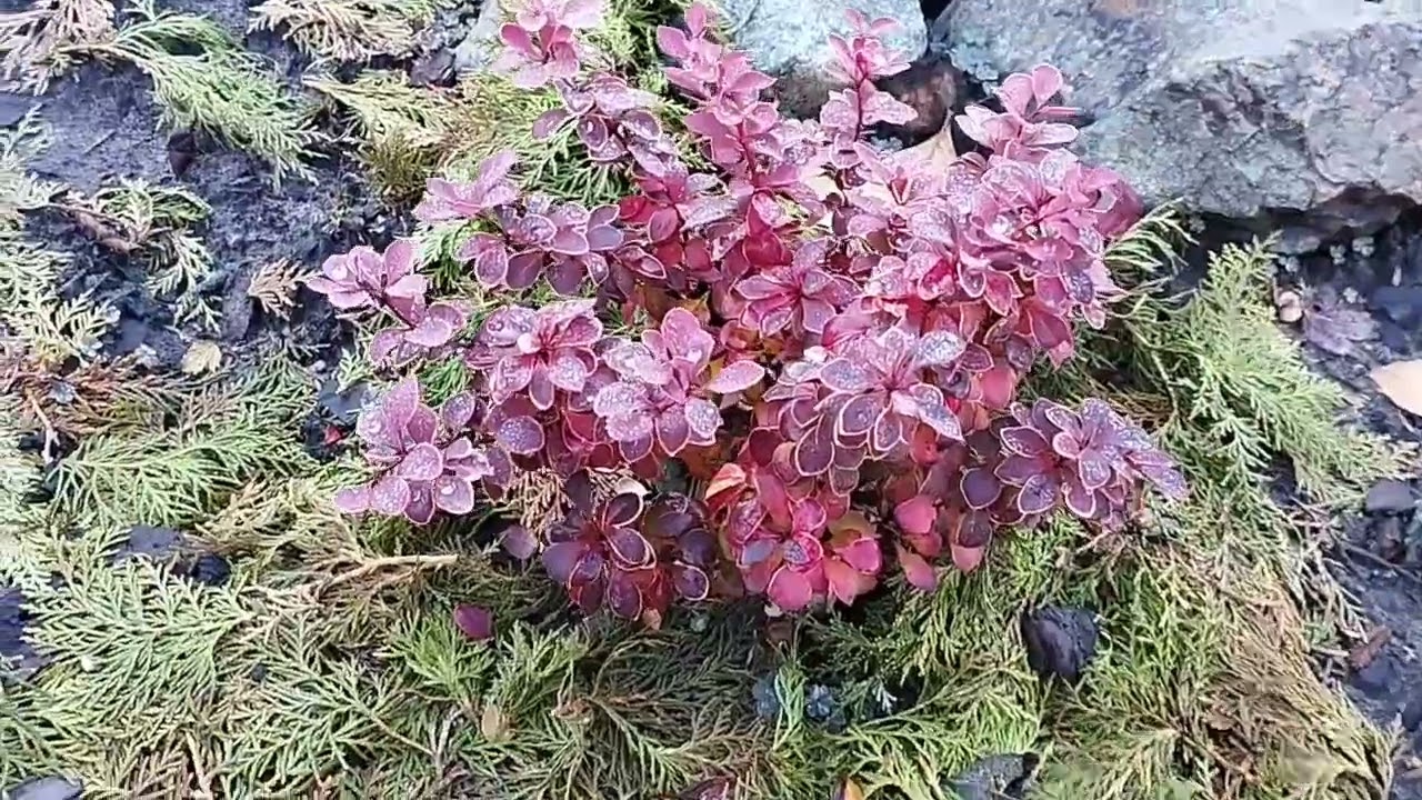 🍃Очередные истории про растения🌿