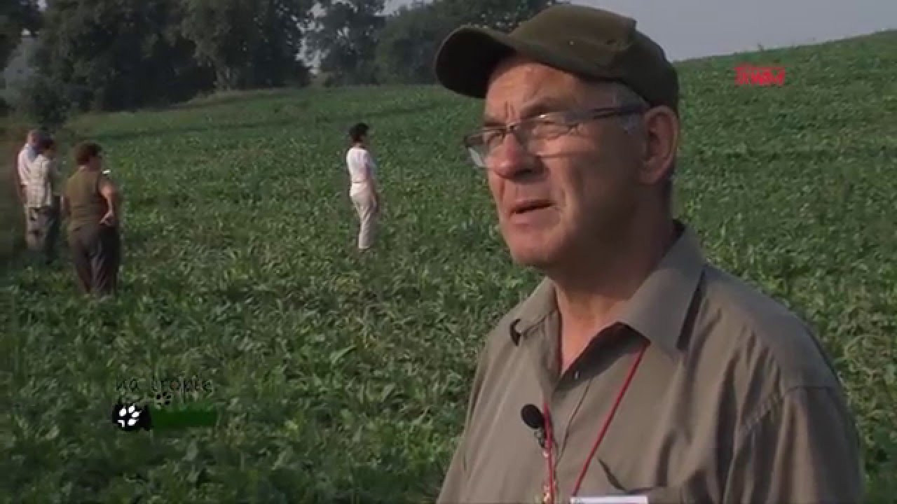 Próby pracy Retrieverów Biskupin 2015 S4 Odcinek 5 Na Tropie Tv Trwam