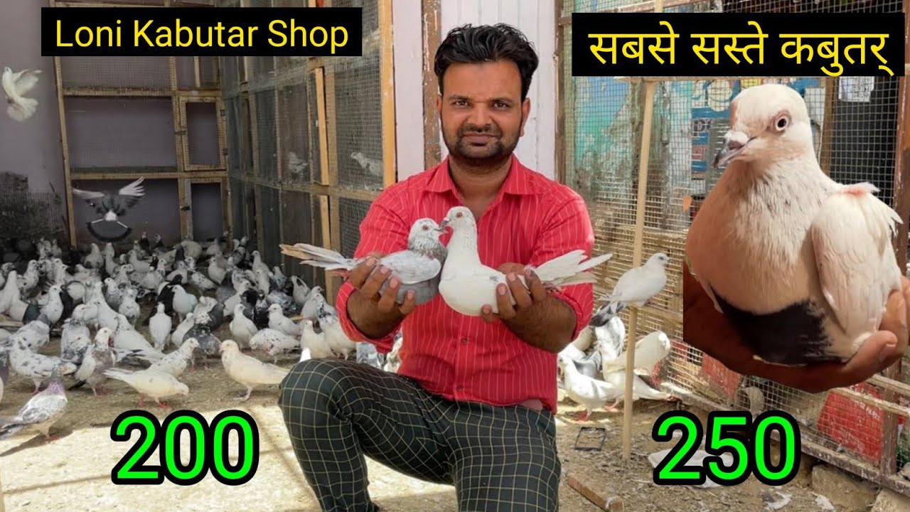 Shazad loni kabutar shop kabootar market loni sehzad pet shop Delhi white pigeons