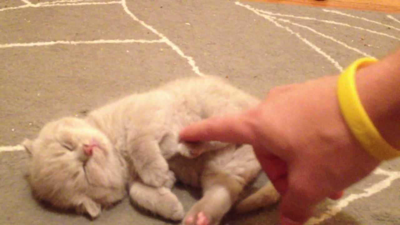 Scottish Fold Kitten sleeping