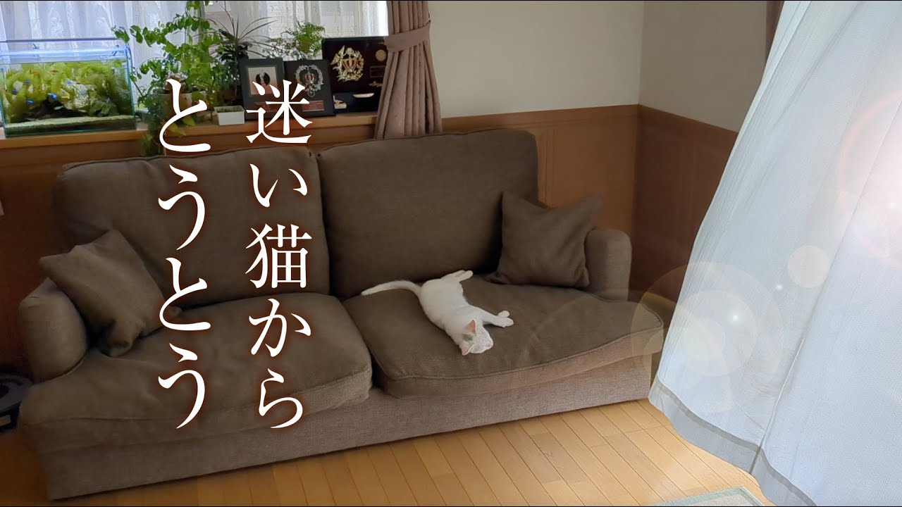 変な野良猫を、犬派一家が保護しました。