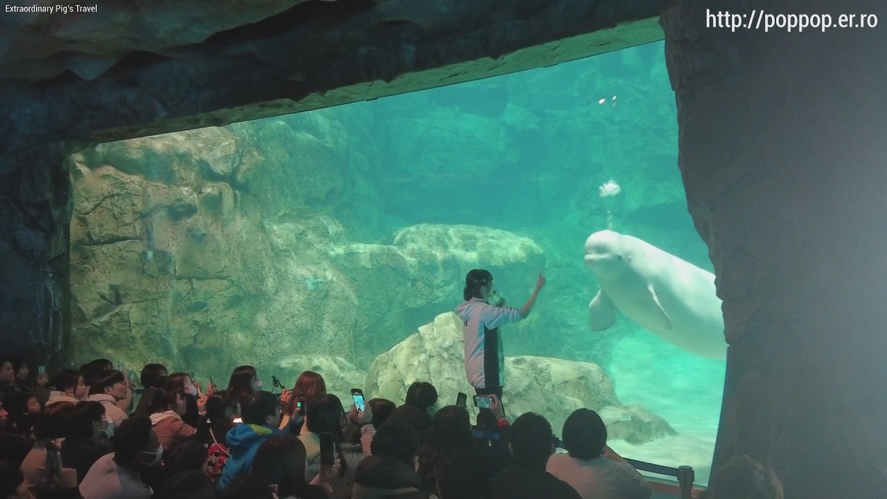 Beluga Performance(The Interesting Way Belugas Eat Fish)-Nagoya,Japan