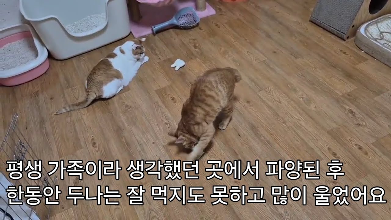 먼길 돌아 만난 찐엄마와 두나의 행복나기.......