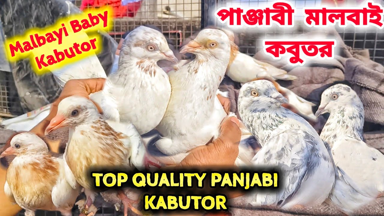 আকাশ গরম করতে আসছে বিবেক দার পাঞ্জাবী কবুতর।PANJABI BABY KABUTOR SALE।@pigeonsloverrj9600 