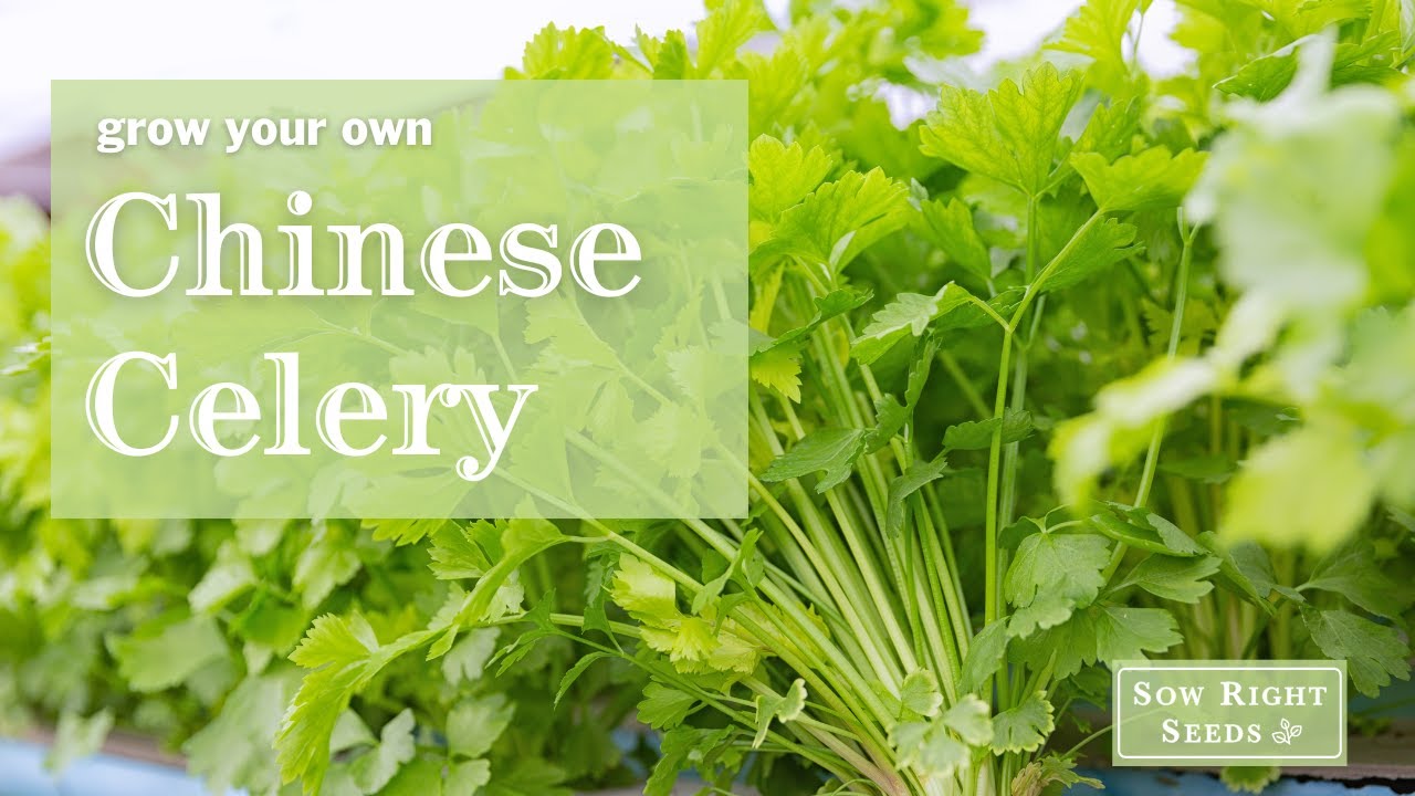 Sow Right Seeds | Chinese Celery