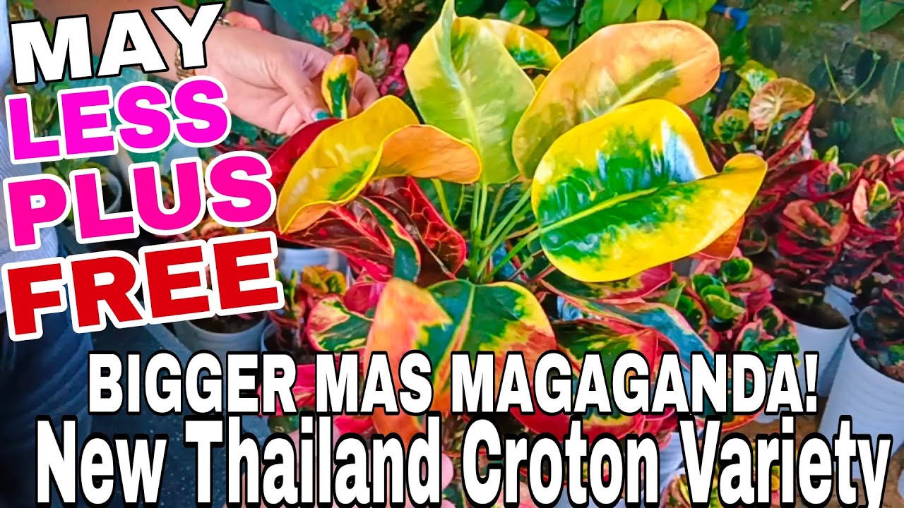 Bigger Thailand Croton mas Magaganda!May Less Plus and Free! #plants #garden #thailand #trending