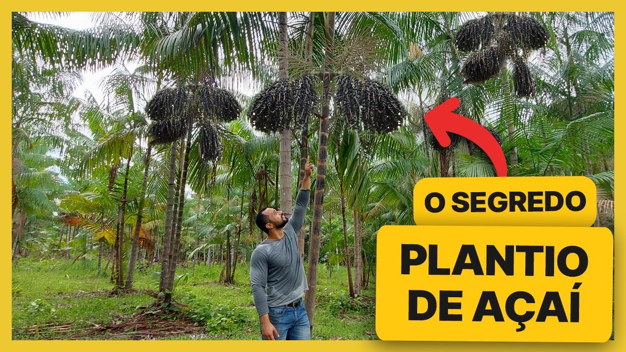 Plantio de Açaí | Quantas mudas plantar por cova?