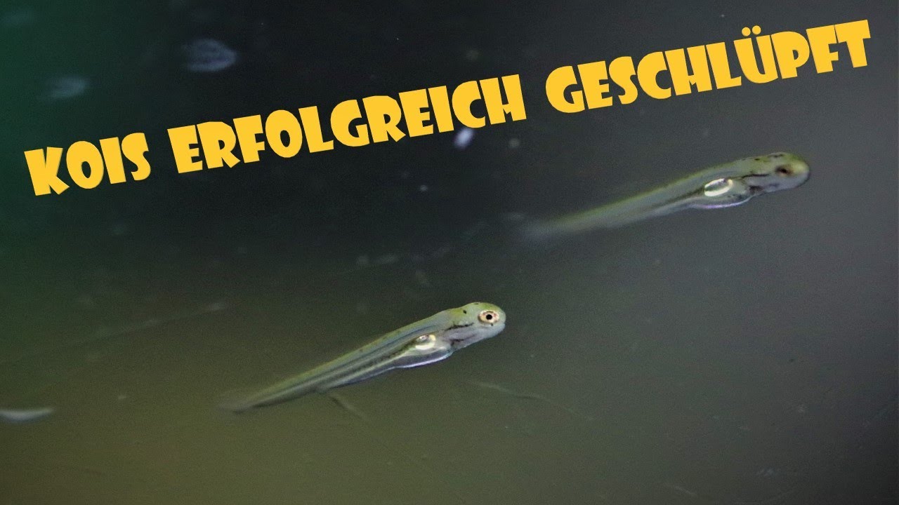 Koi züchten - Kois schlüpfen