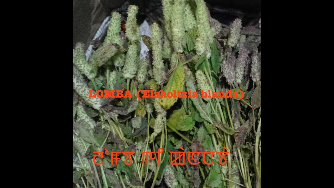 LOMBA (Elsholtzia blanda) Medicinal Properties in Manipuri language: ꯂꯣꯝꯕ ꯒꯤ ꯀꯥꯟꯅꯕꯥ