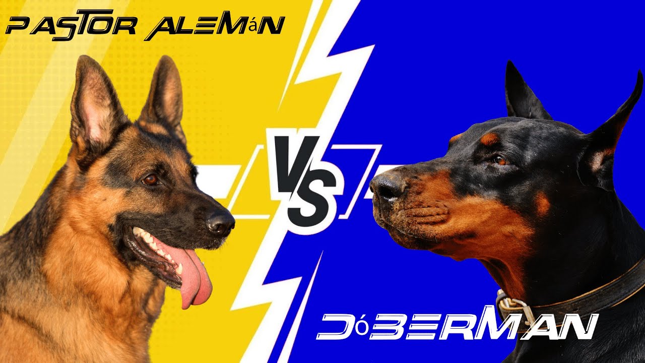 PASTOR ALEMÁN VS DÓBERMAN (🥊🐶 ENFRENTADOS)