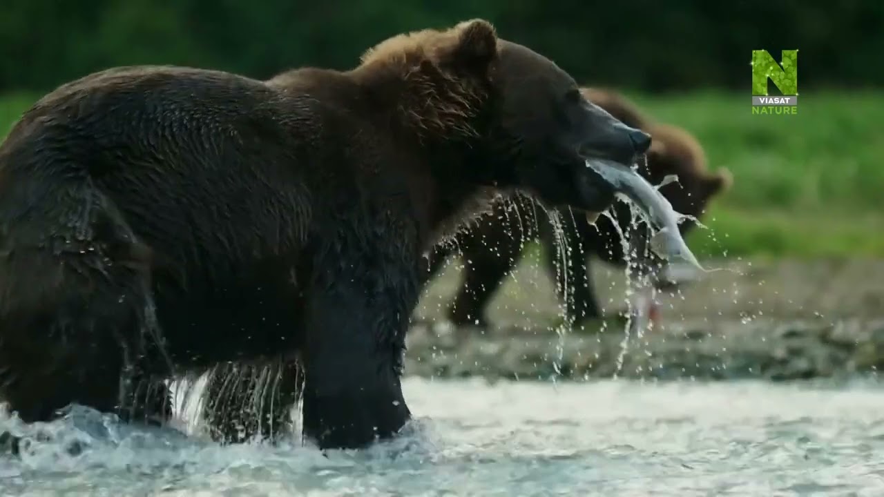 Alaszka  Egy &eacute;v a vadonban 4