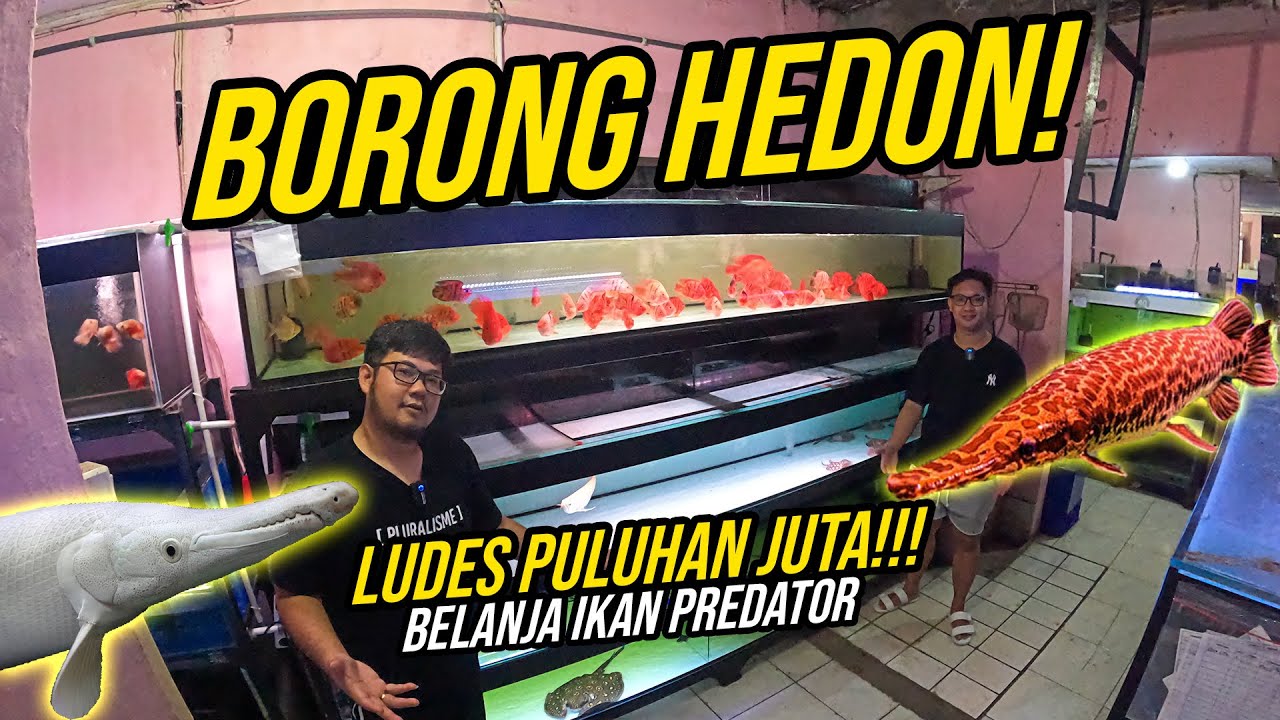 BORONG HEDON!!! BELI IKAN PREDATOR ABIS PULUHAN JUTA!!! - BELANJA LANGSUNG KE IMPORTIR BESAR!!!