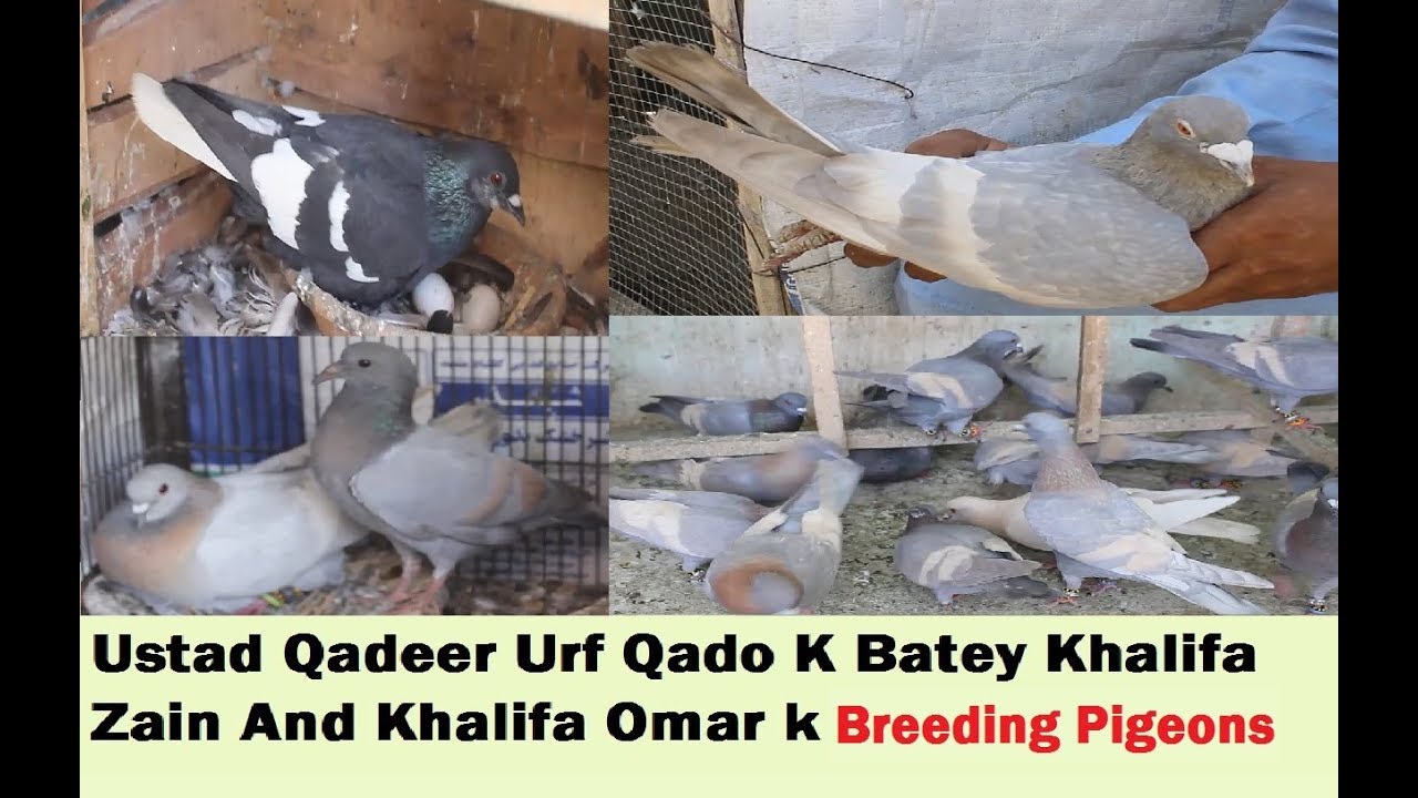USTAD QADEER ki Chaht k Breeding Pigeons And Banarsi Ghahgrey in Karachi - Part 2