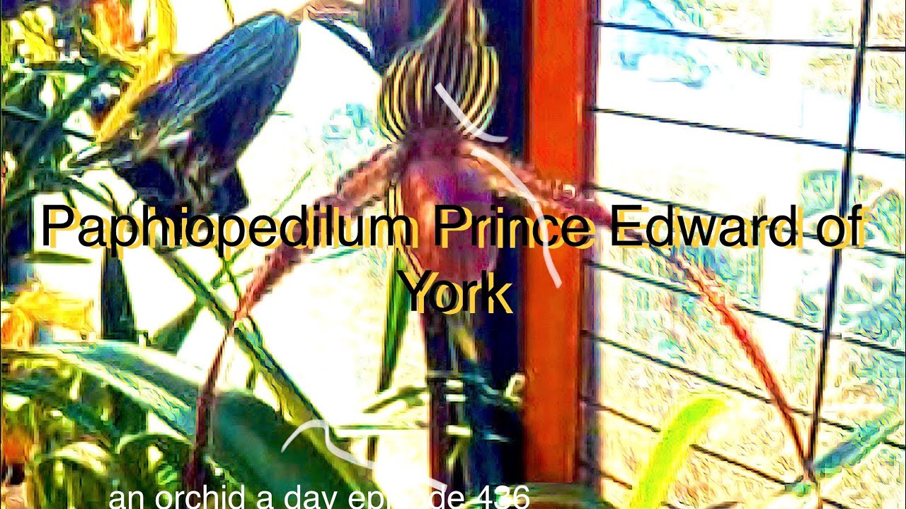 AN ORCHID A DAY EPISODE 436 PAPHIOPEDILUM PEOY AND LOOKING AT ORCHID BUDS #orchidgreenhouse