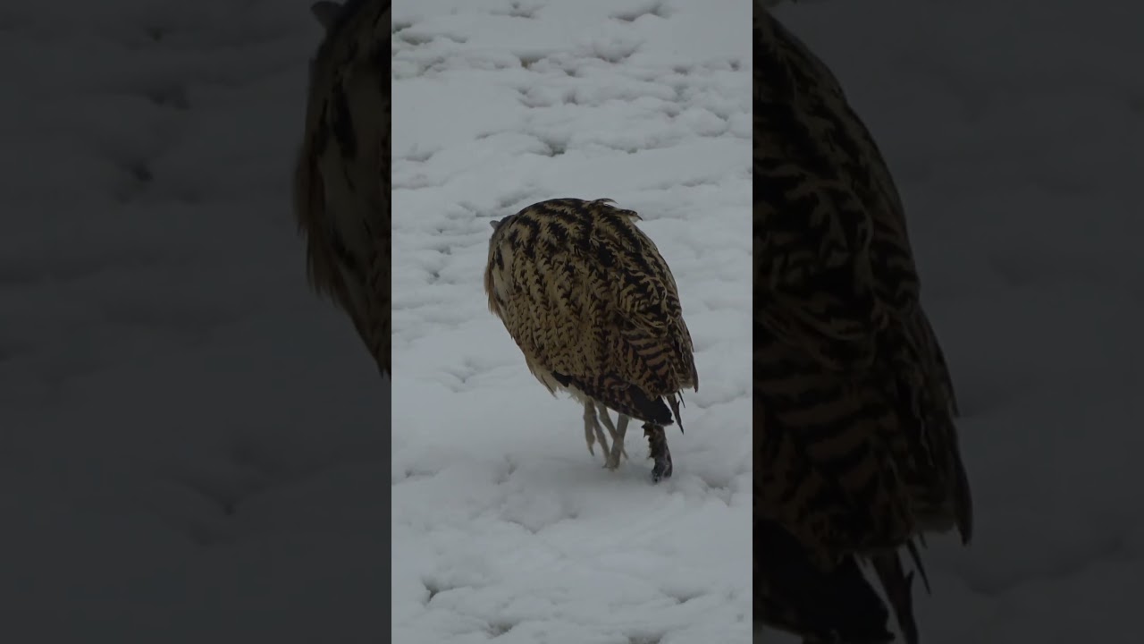 Bąk: Alf, gdyby był ptakiem 🐦🔥👑
