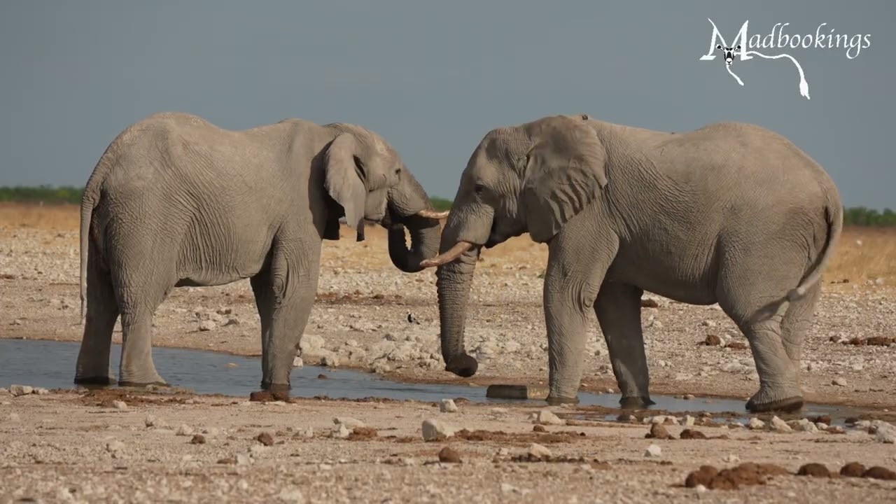 Peaceful Life at the Waterhole: Etosha Wildlife