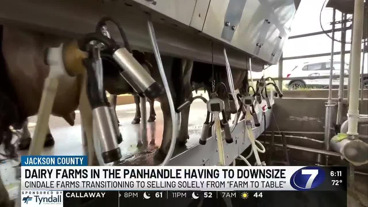 DAIRY FARM STRUGGLES