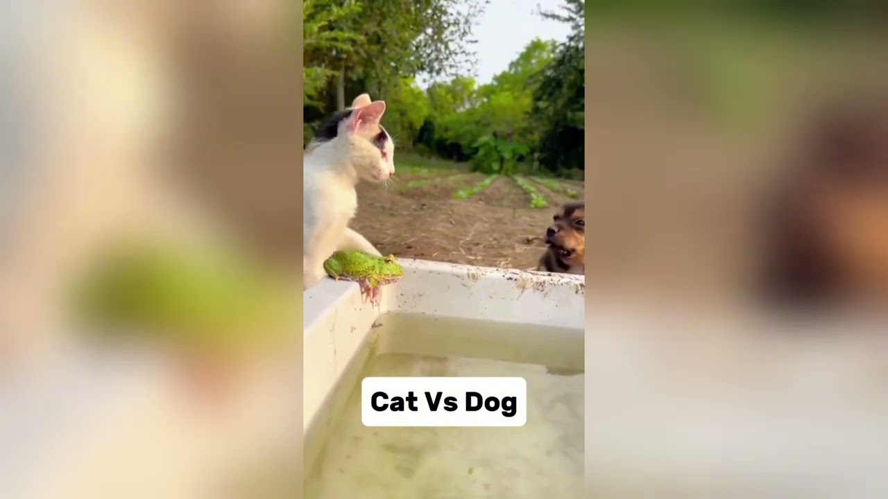 Cat&rsquo;s First Move: The Funniest & Cutest Debut! 🐾