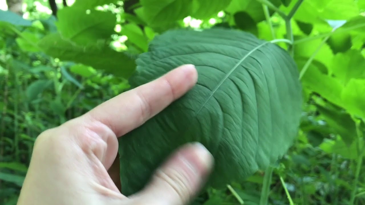 [ASMR] Virtual Walk Through Nature