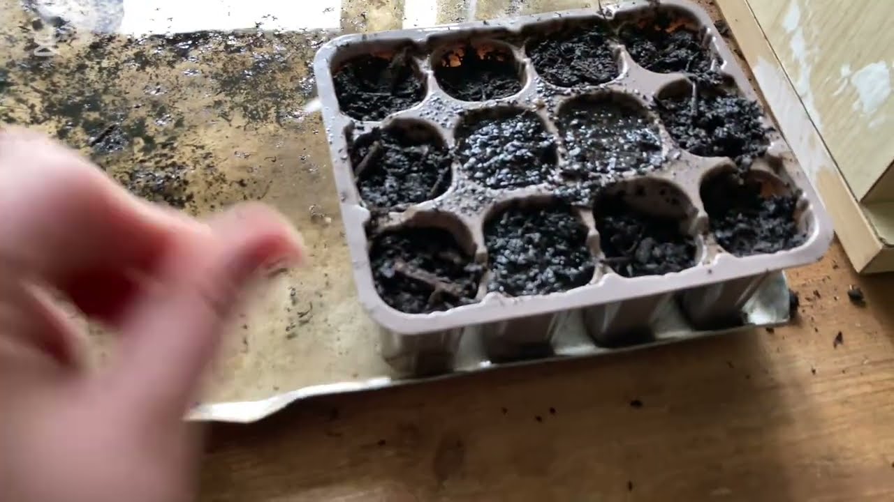 SEMINIAMO il POMODORO PRINCIPE BORGHESE 🍅