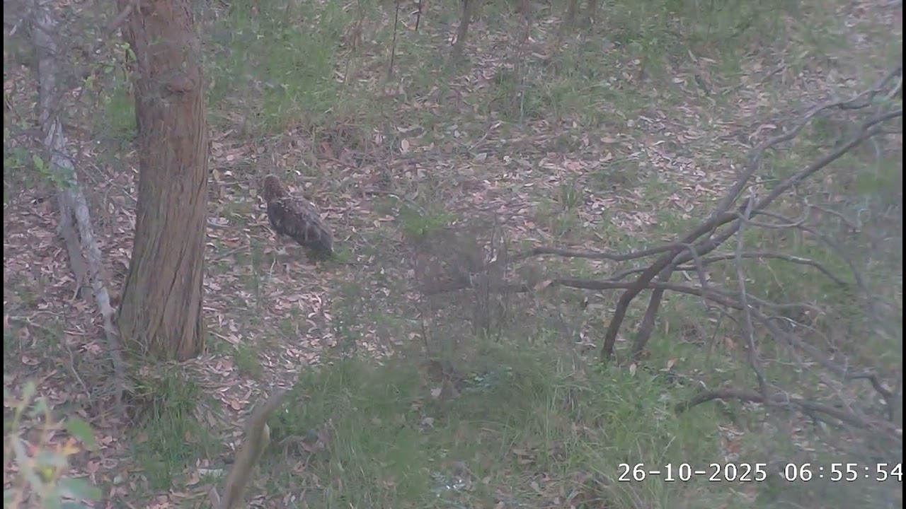 SE35 flies from the nest to the ground 71 days old 😯  / 26-10-2025 / Sea-EagleCAM