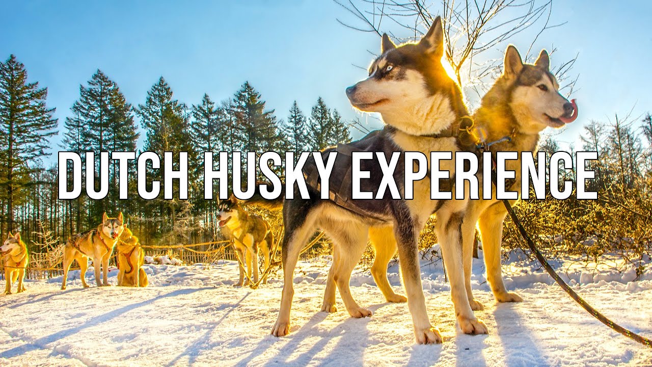 Dutch Husky Experience: Dog Sledding on The Veluwe in The Netherlands With Snow!