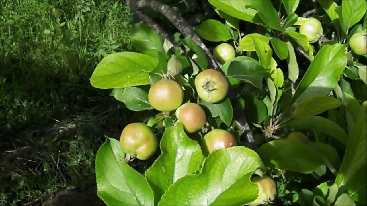 Pommiers beaucoup de petites pommes & pommes véreuses : éclaircir fin mai pommiers Vidéo retirer les