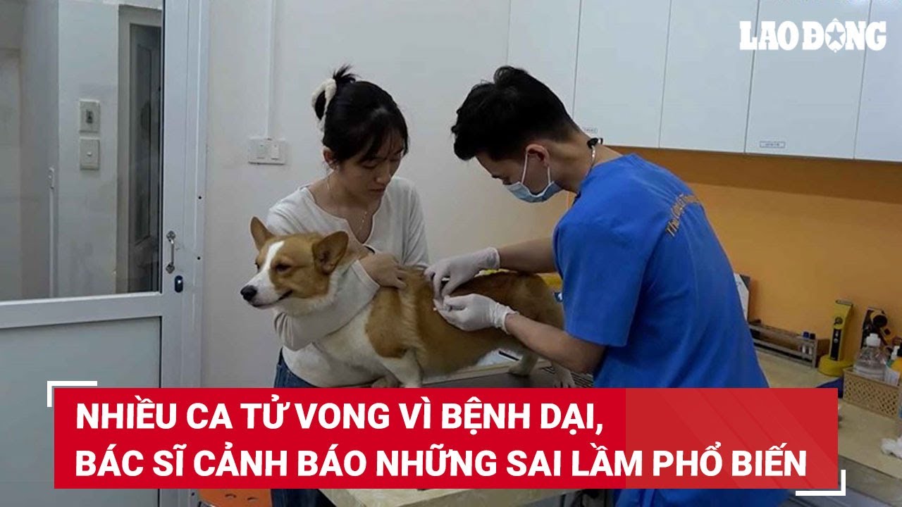 Nhiều ca tử vong vì bệnh dại, bác sĩ cảnh báo những sai lầm phổ biến | Báo Lao Động