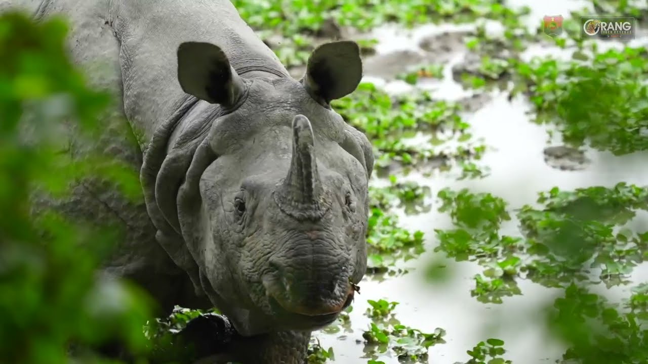 Orang National Park and Tiger Reserve– Assam's Natural Heritage