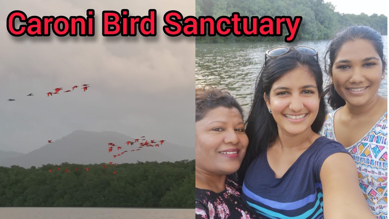 Caroni Bird Sanctuary Tour | Trinidad