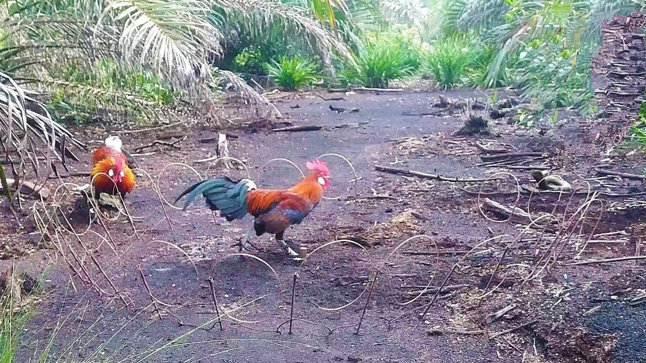 PIKAT AYAM HUTAN TERBARU TAHUN 2021