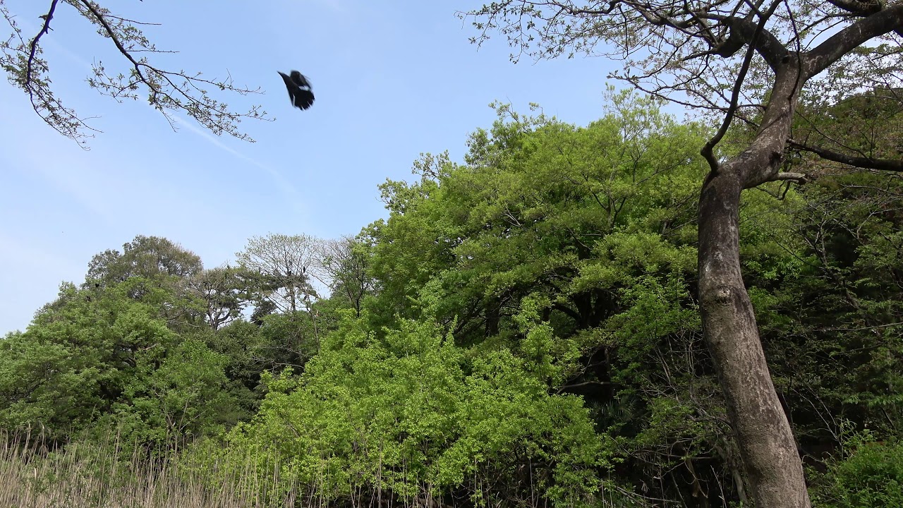 Japan | Crow ambience, Tokyo