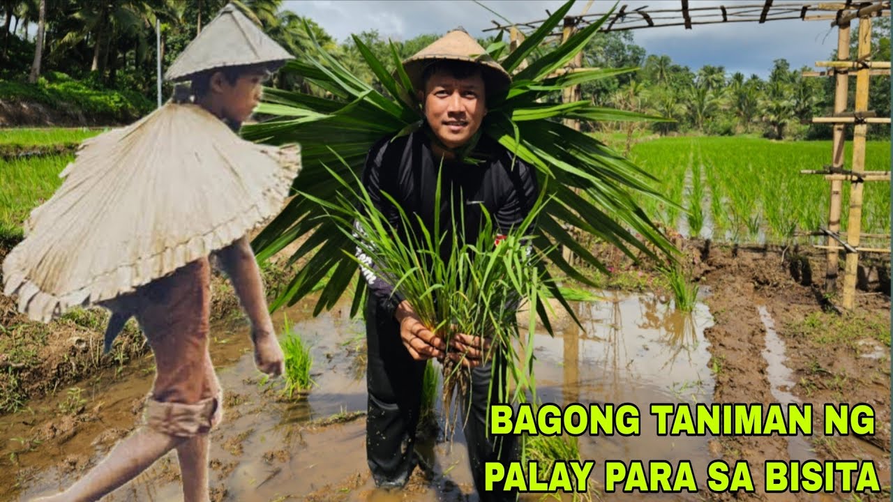 Bagong palayan taniman Para sa mga bibisita na gustong ma experience...Pangunguha ng anahaw 