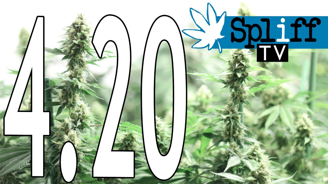 #420 W obronie pacjent&oacute;w medycznej marihuany! SPLIFF TV