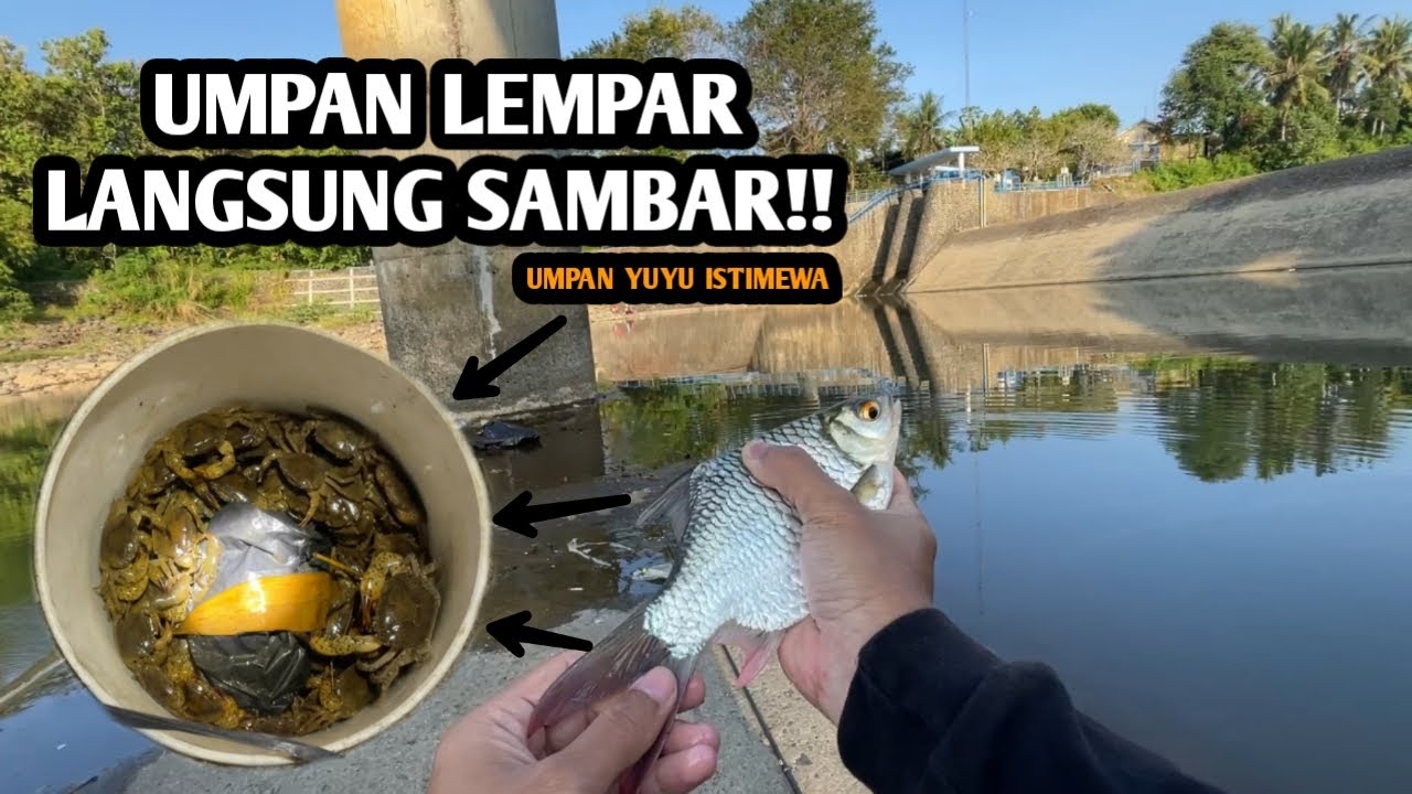 UMPAN LEMPAR LANGSUNG DISAMBAR!! Mancing bader dan wader pakai teknik kumbul
