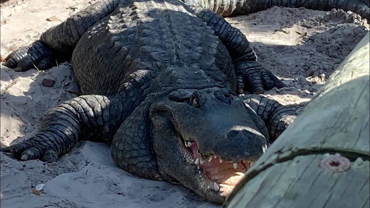 Alligator Farm St Augustine, FL