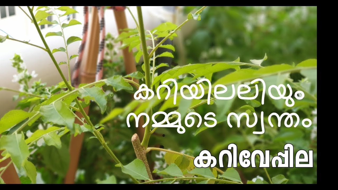 How to Grow Curry Leaves at Home | നമ്മുടെ സ്വന്തം കറിവേപ്പില | Balcony Garden in Dubai | കറിവേപ്പ്‌
